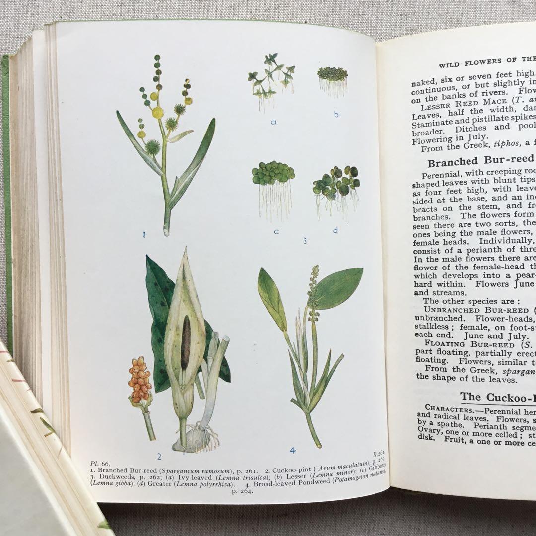 植物図鑑 古書 アンティーク洋書 Wild Flowers ボタニカル - メルカリ