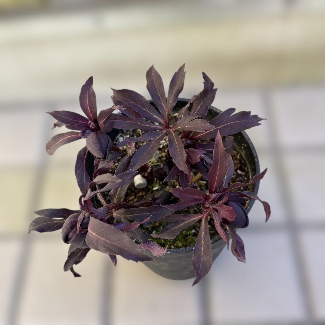 まい様専用 ブラックマジック整形広瀬園芸 クリスマスローズ 開花株