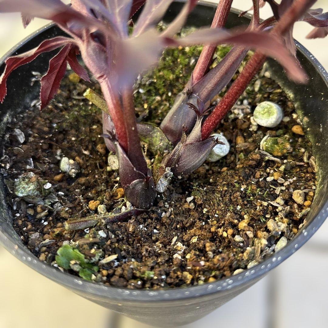 まい様専用 ブラックマジック整形広瀬園芸 クリスマスローズ 開花株