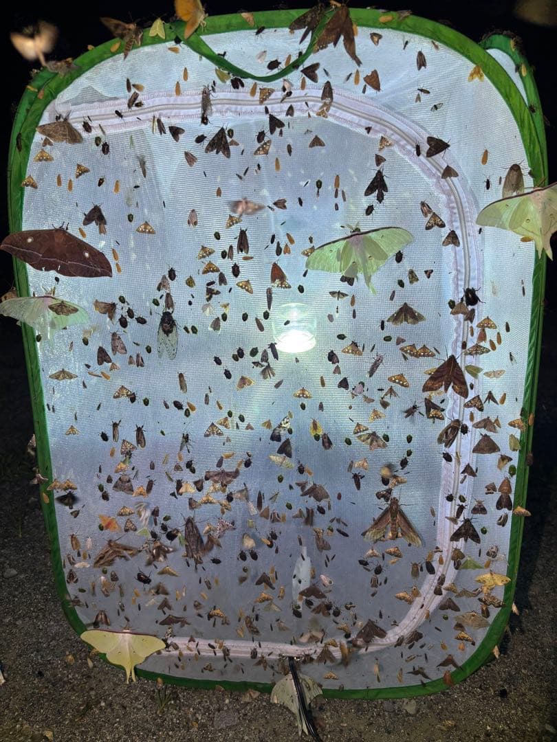 灯火採集 ライトトラップ HID 100w仕様 紫外線放出加工済 HID 7インチ 55w ライトトラップ 12vシガーソケット 三脚付き 5mコード