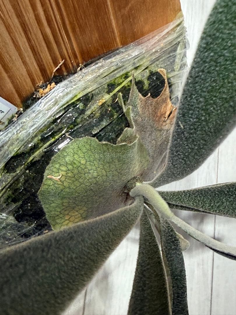 P.veitchii cv Auburn River spor中サイズ株