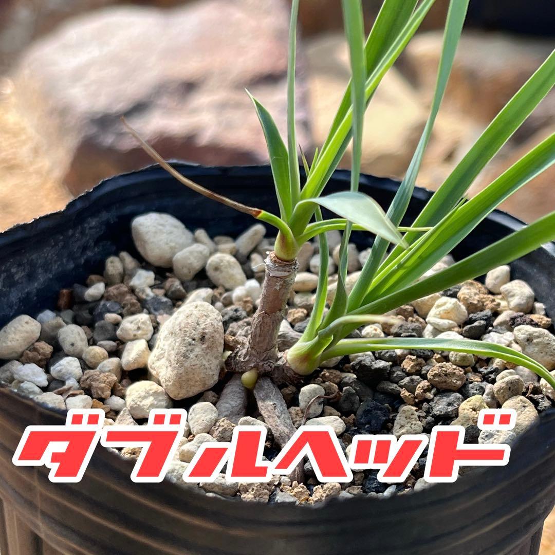 ユッカ ロストラータ ダブルヘッド‼️ - メルカリ