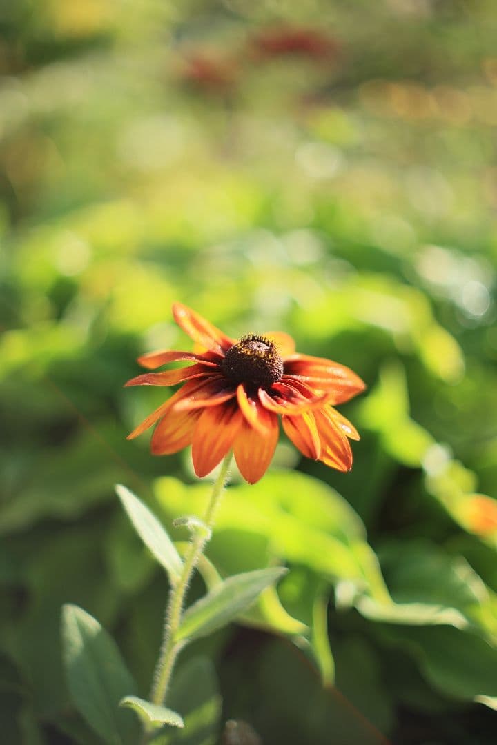 《希少》YASHICA LENS ML 50mm F1.4 後期型 【良品】