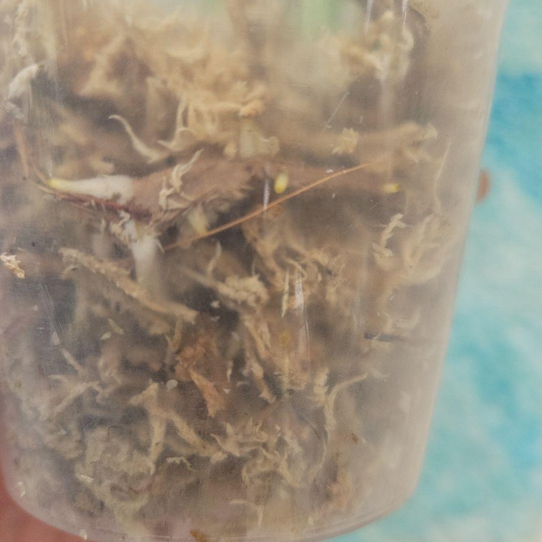 最終値下げ！斑入りモンステラ☆希少最高セブブルーミント☆トップカット発根済み