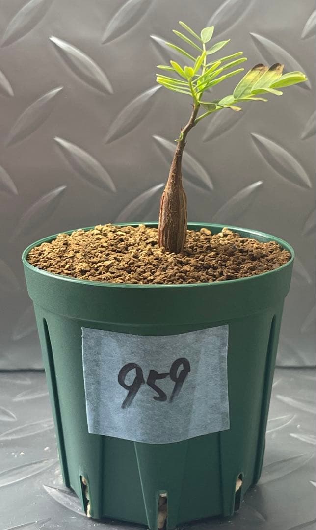 鉢付き》センナ メリディオナリス 実生 No.959,956 2株セット - メルカリ