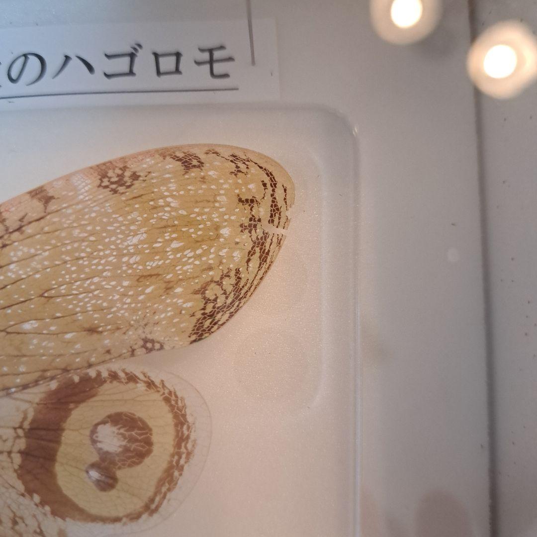 ユカタンビワハゴロモ 標本 - メルカリ