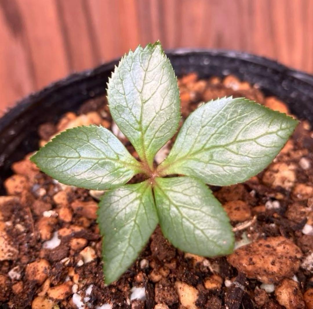 原種クリスマスローズ チベタヌス 四川省産 実生苗 - メルカリ