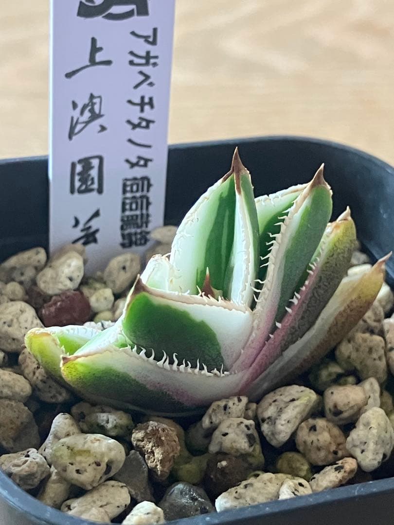 速達【鉢ごと発送】希少 選抜 活着済み アガベ チタノタ 豆豆龍錦 白覆輪