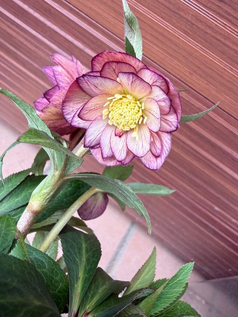 未株分】クリスマスローズ 大木ナーセリー ムルチ系オーレア交配