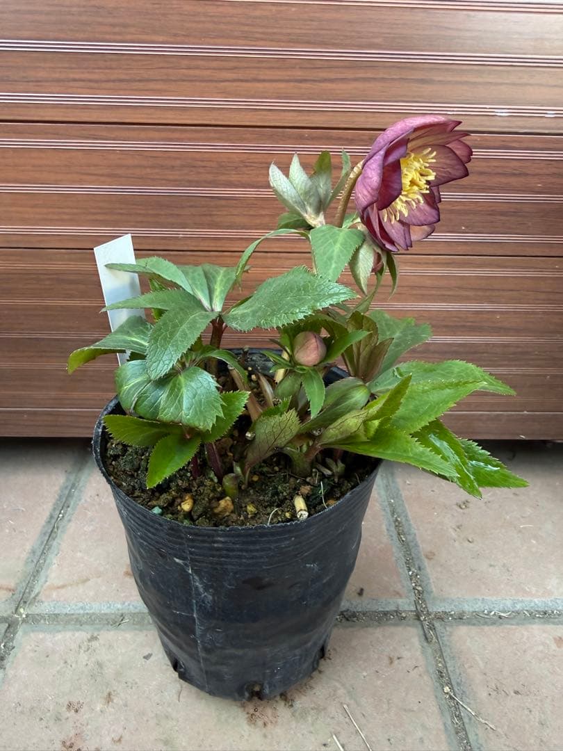 未株分】クリスマスローズ 大木ナーセリー ムルチ系オーレア交配