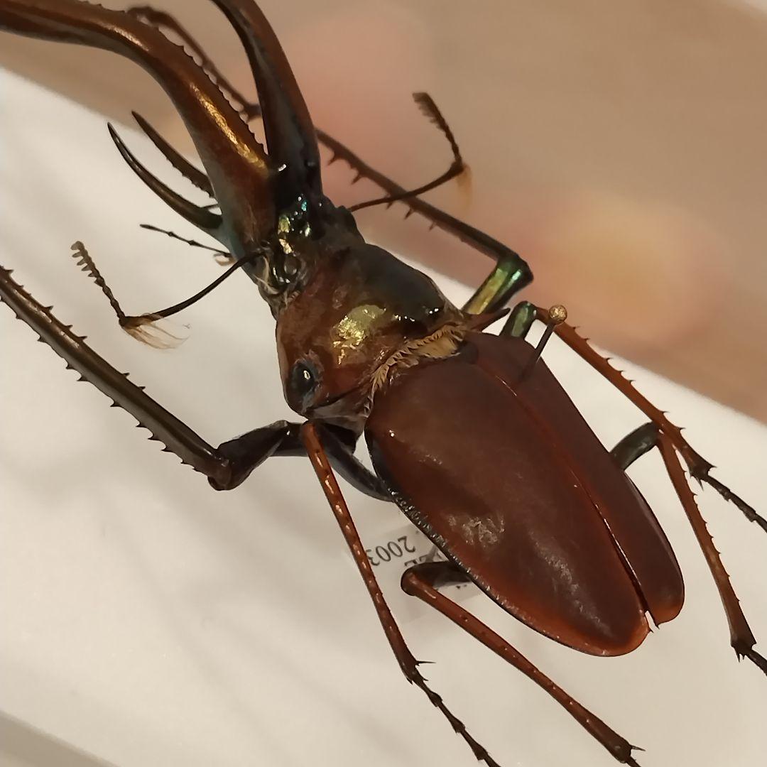 チリクワガタ/コガシラクワガタ 76mm 標本 - メルカリ