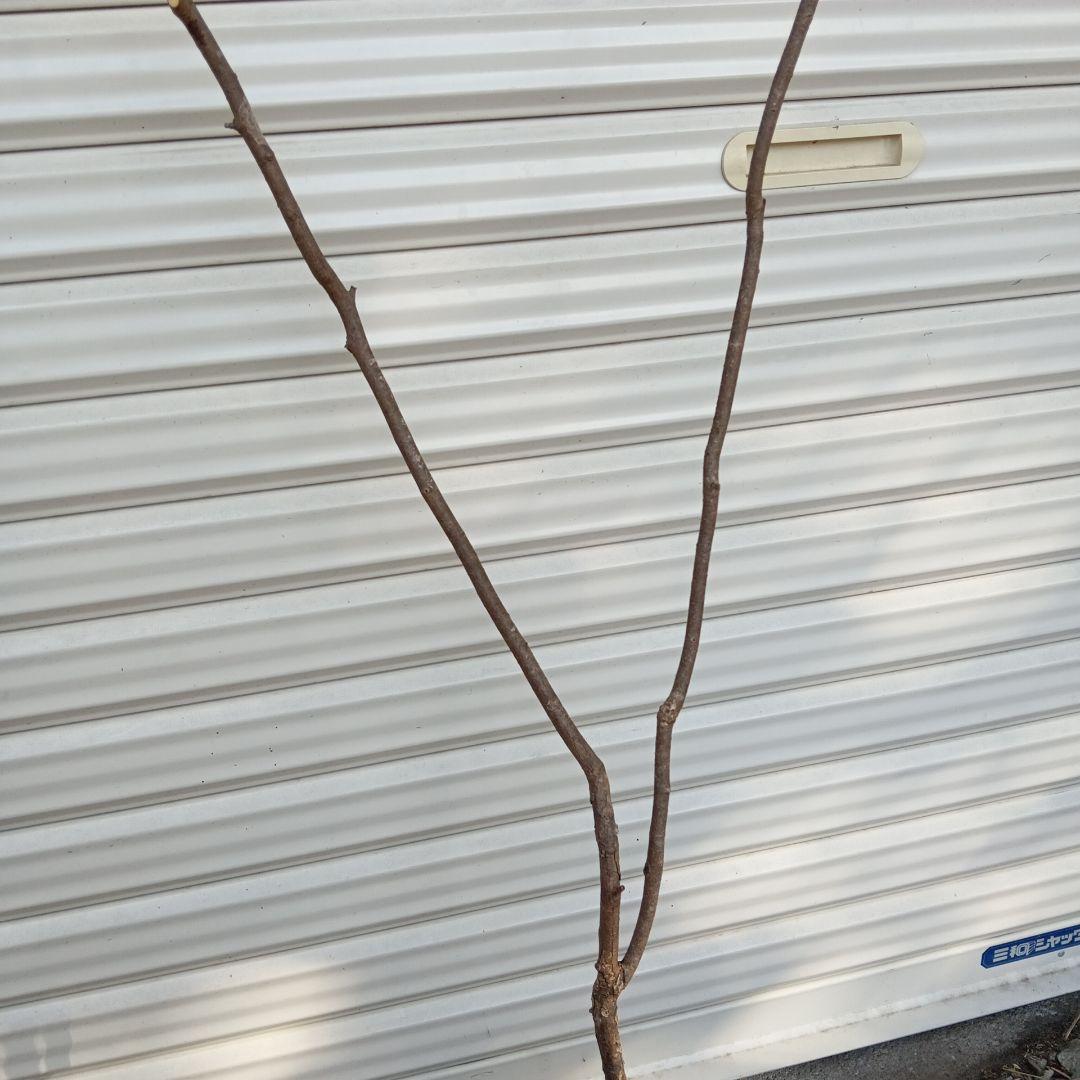 ナツハゼ 山採り - メルカリ