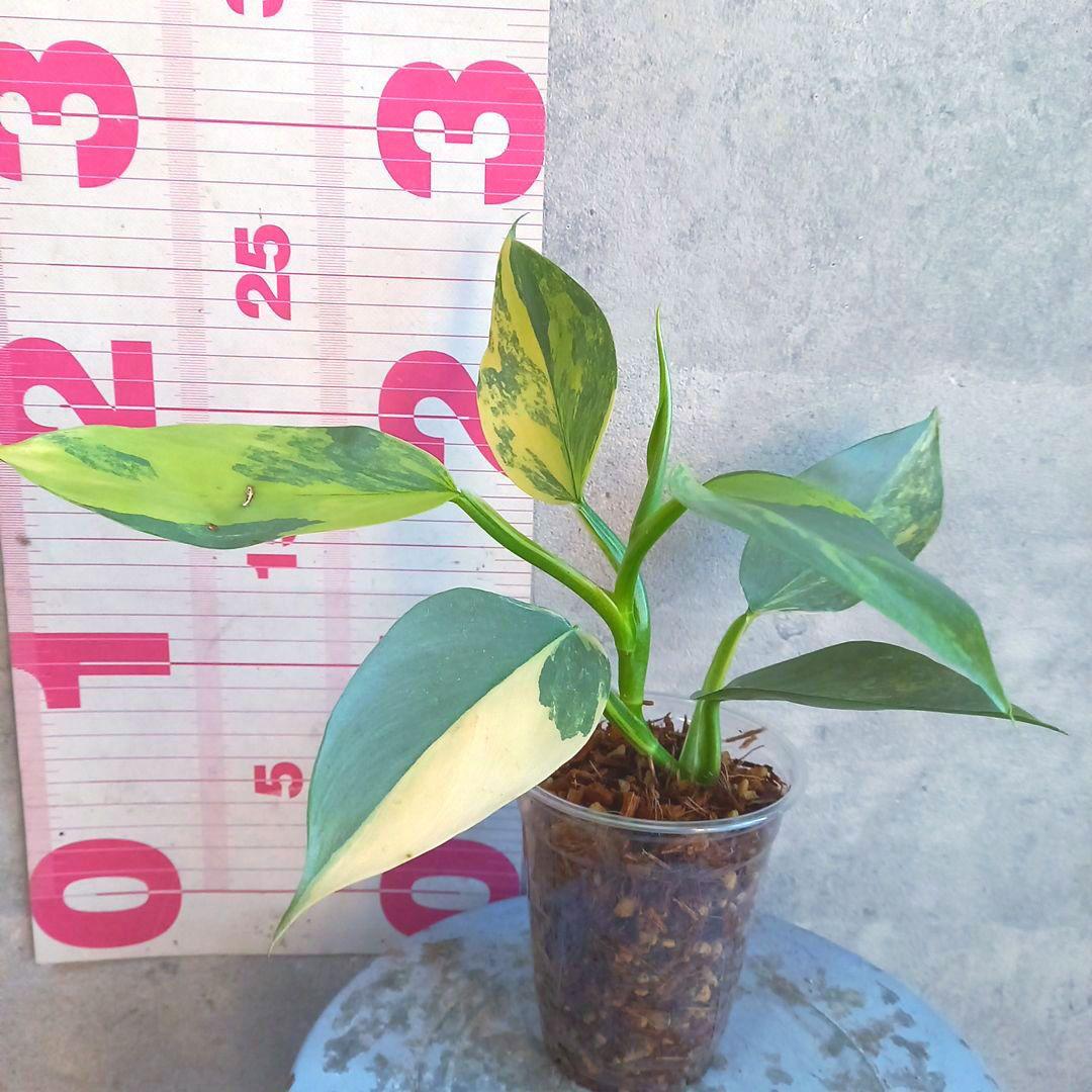 超希少 フィロデンドロン シルバーソード斑入 (ハスタータム斑入)