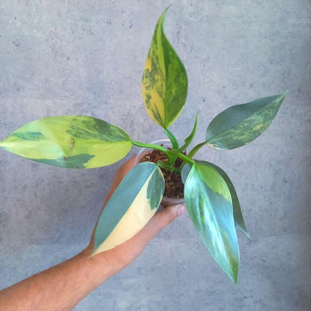 超希少 フィロデンドロン シルバーソード斑入 (ハスタータム斑入)