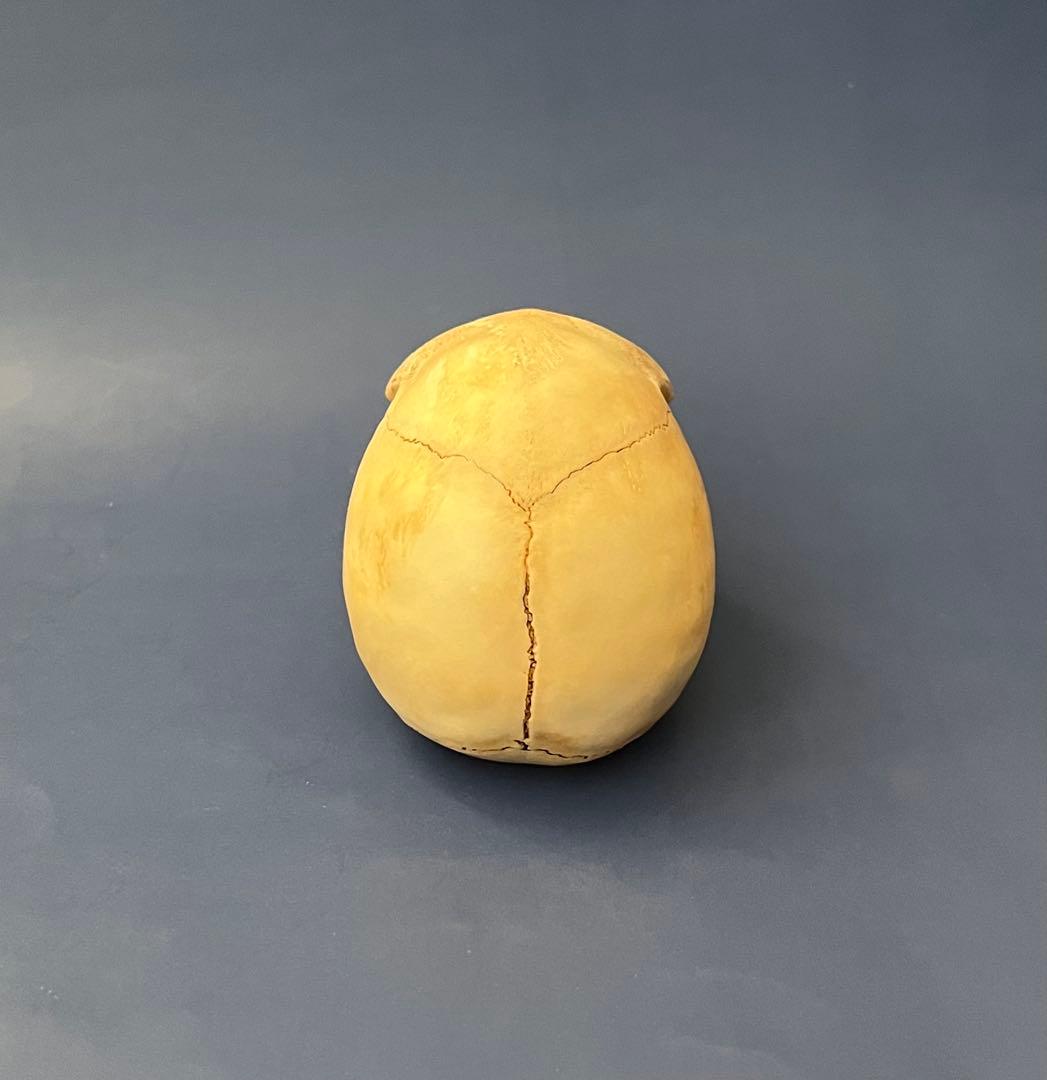 猿の頭蓋骨 骨格標本 - メルカリ