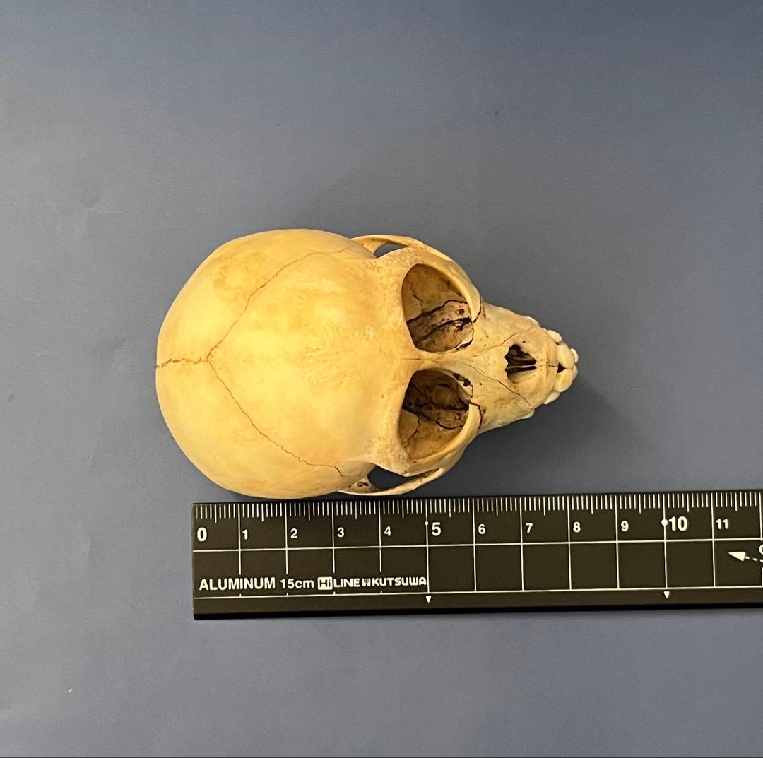 猿の頭蓋骨 骨格標本 - メルカリ