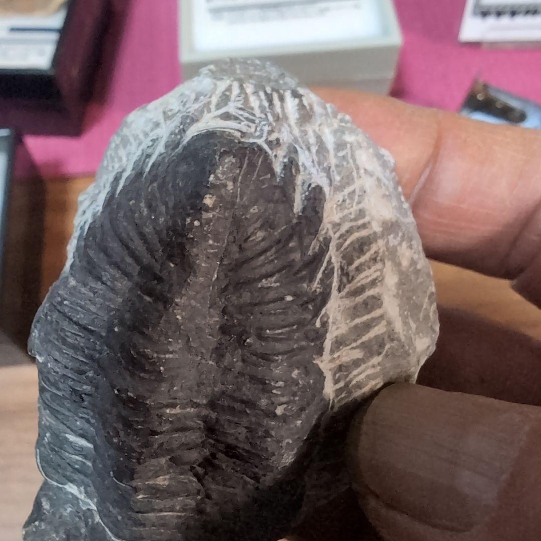 本物 デボン紀中期 三葉虫綱目 メタカンシナSP 化石 モロッコ - メルカリ