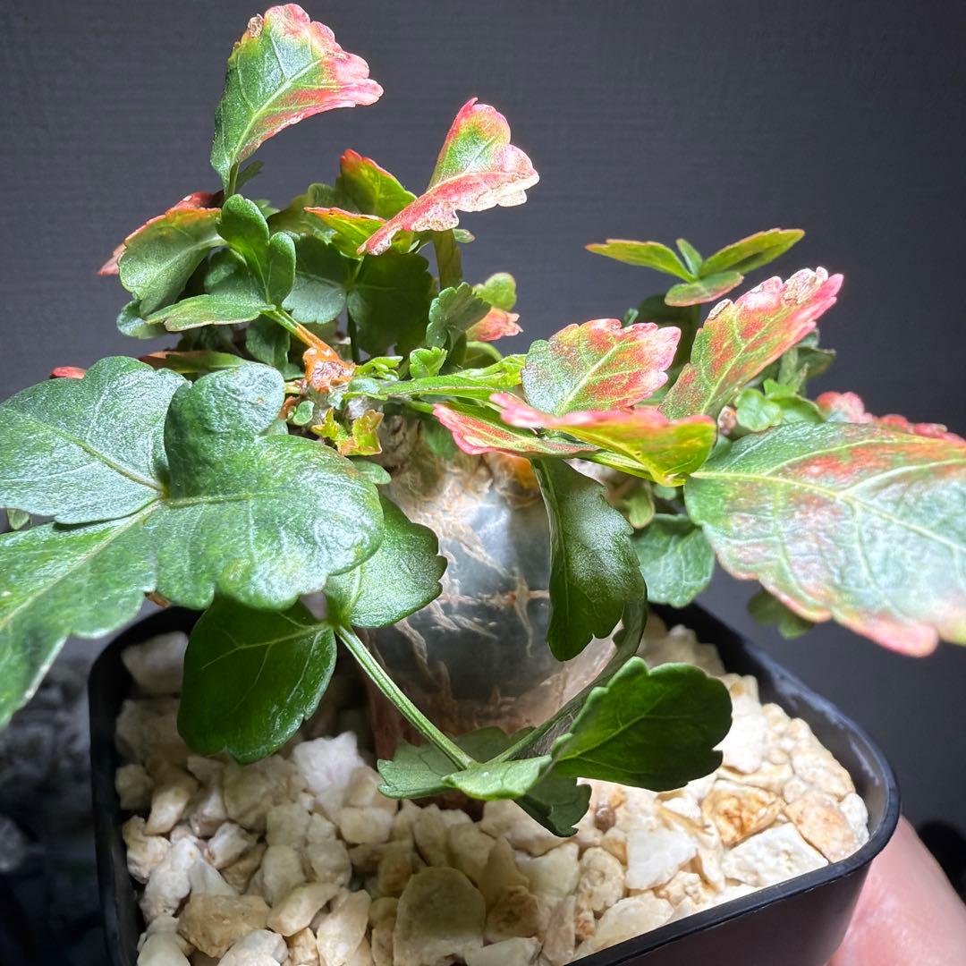 最終値下げ】ブルセラ・ファガロイデス 国内実生 特選株 作り込み株