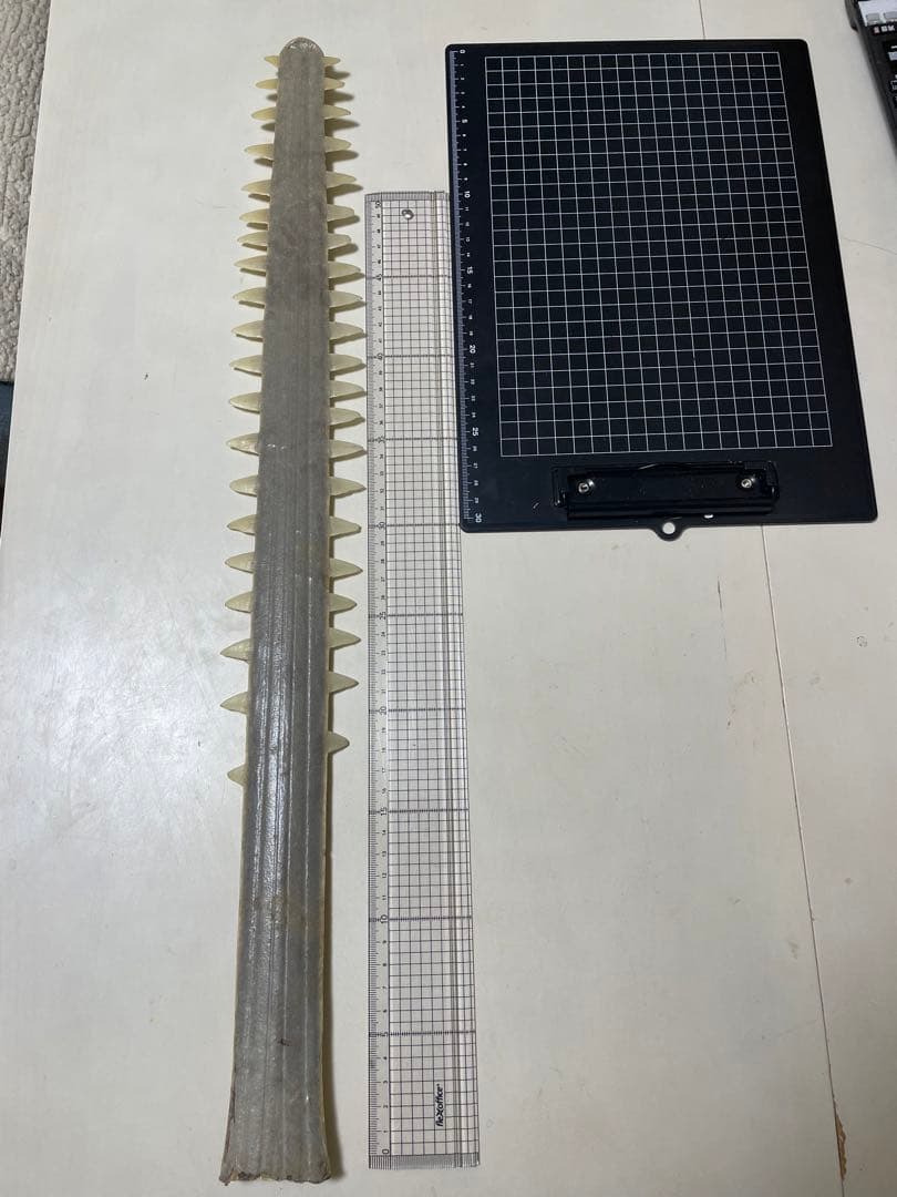 ノコギリザメの歯　標本 m95259896585_1.jpg?1735373972