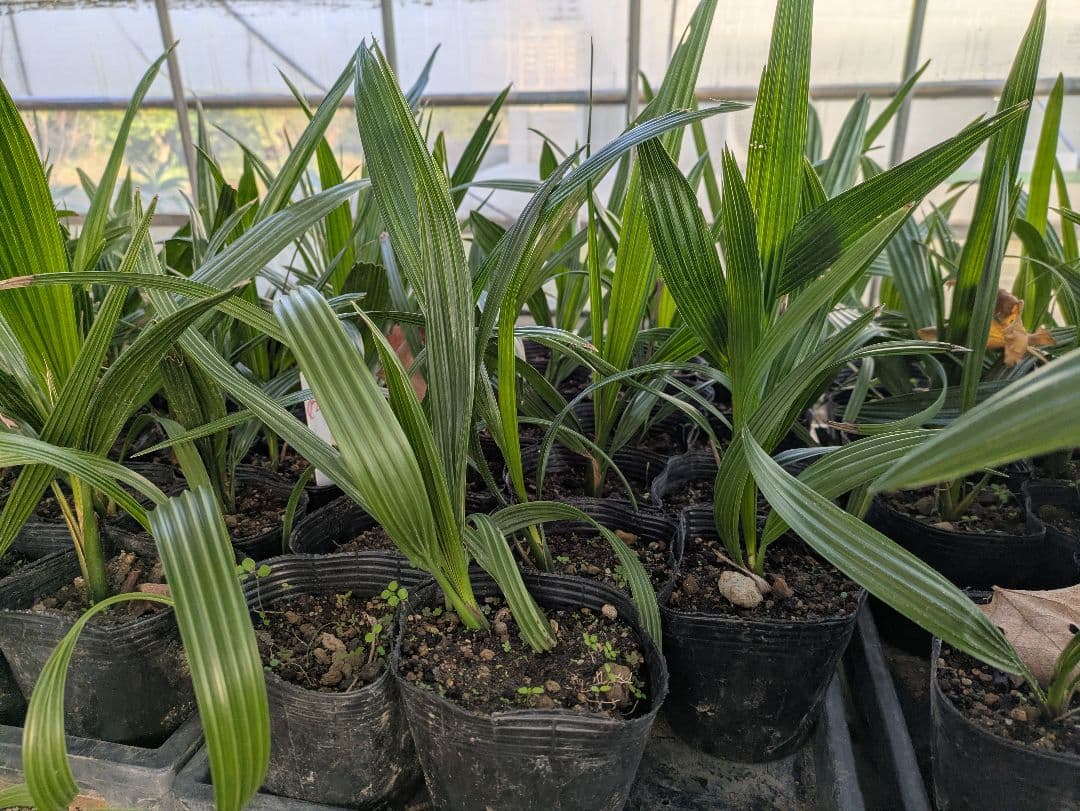 値引きセール！フェニックス カナリーヤシ 苗 50株セット 30cm