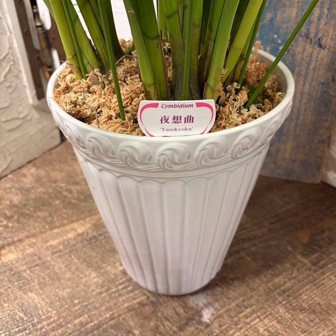 ペ*コ様 【特選】 洋蘭 シンビジューム 7寸4本立ち 陶器鉢 - メルカリ