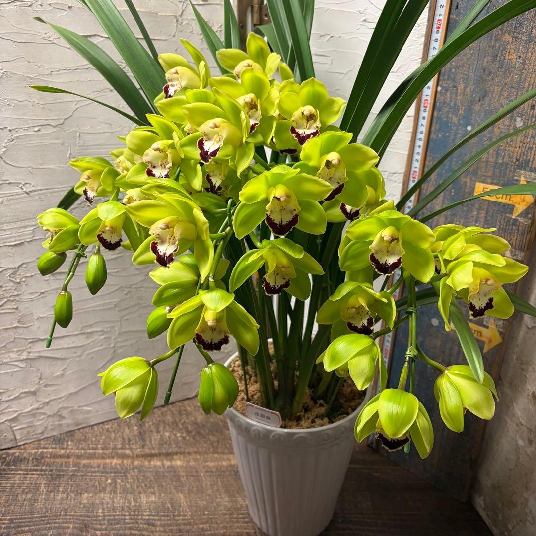 ペ*コ様 【特選】 洋蘭 シンビジューム 7寸4本立ち 陶器鉢 - メルカリ