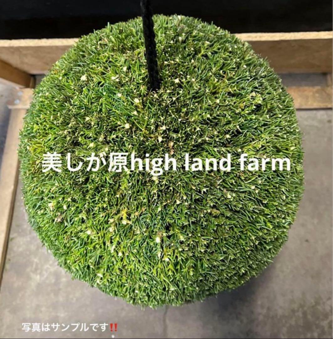 杉玉 約30センチ‼️縁起物 丸くて幸せ 家族円満♪ - メルカリ