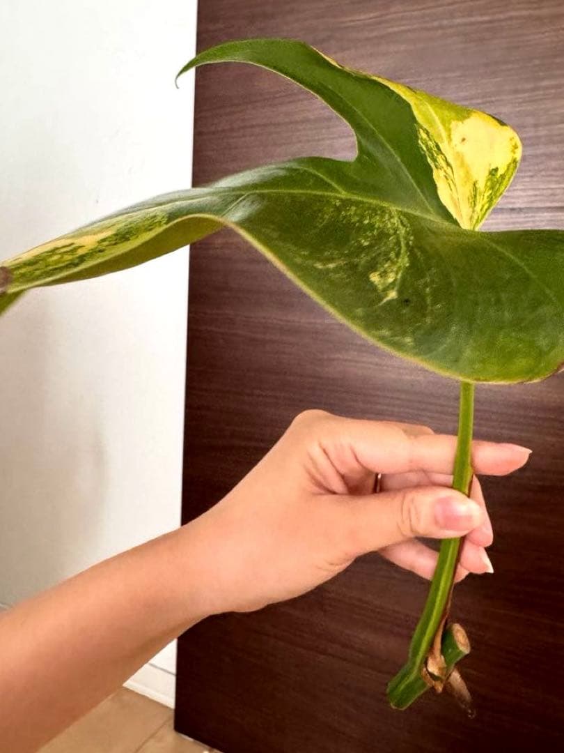T*︎様 【超希少】モンステラ デリシオーサ イエローマリリン 黄斑入り