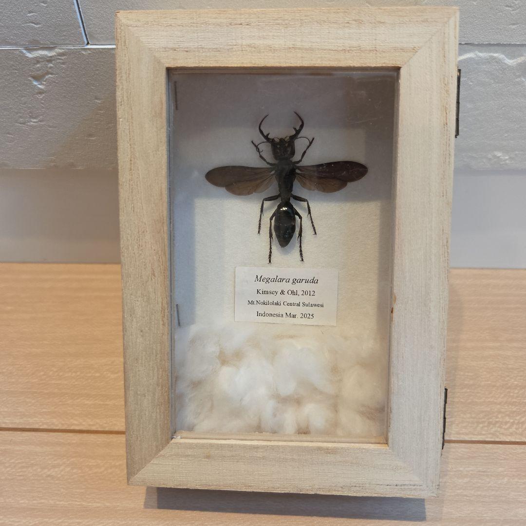 メガララガルーダMegalara garuda 標本 インドネシア産 m41871335729_1.jpg?1755304643