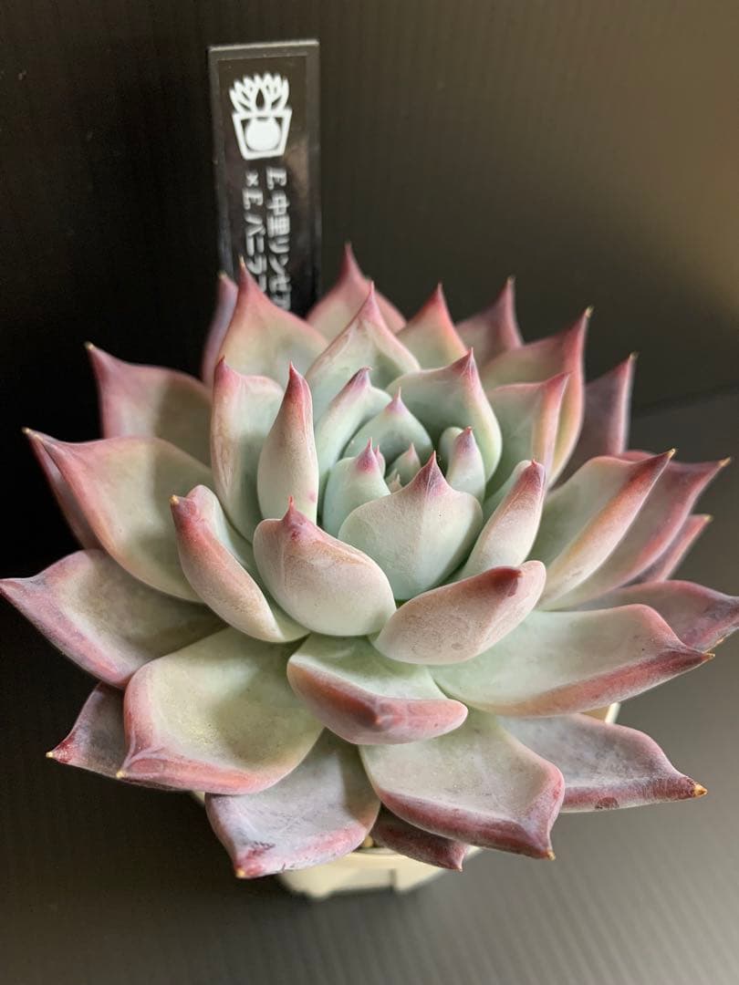 年末期間限定お値下げセール　中里リンゼアナxバニラココ　サニースポットさん苗