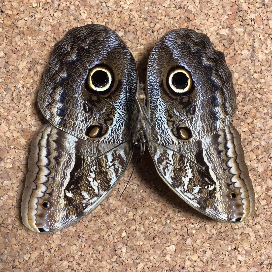 フクロウチョウ 標本 - メルカリ