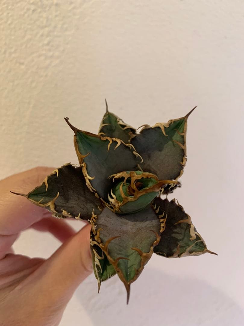 【goodtaniku】Gt オアハカ実生＋2x「おまけ2点付き」