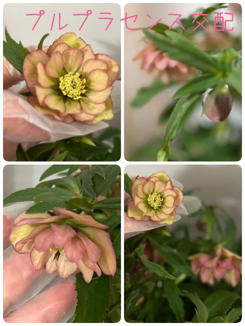 クリスマスローズ 苗 プルプラ交配 大木ナーセリーさん 株分け ピンク