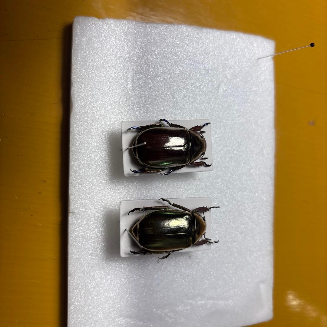 プラチナコガネ2種　ラベル無し レスプレデンスプラチナコガネ (Chrysina resplendens) - Picture Insect
