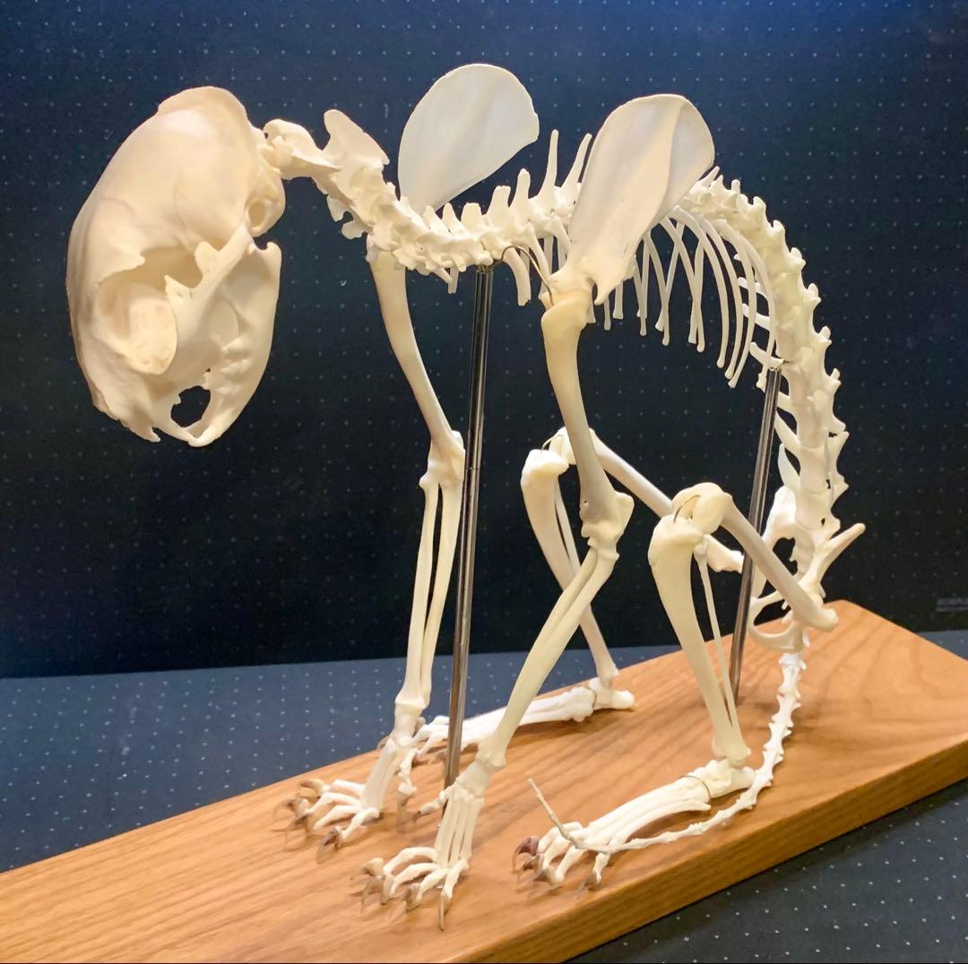 猫 骨格標本 全身 頭骨 猫 骨格標本 全身 頭骨 - メルカリ