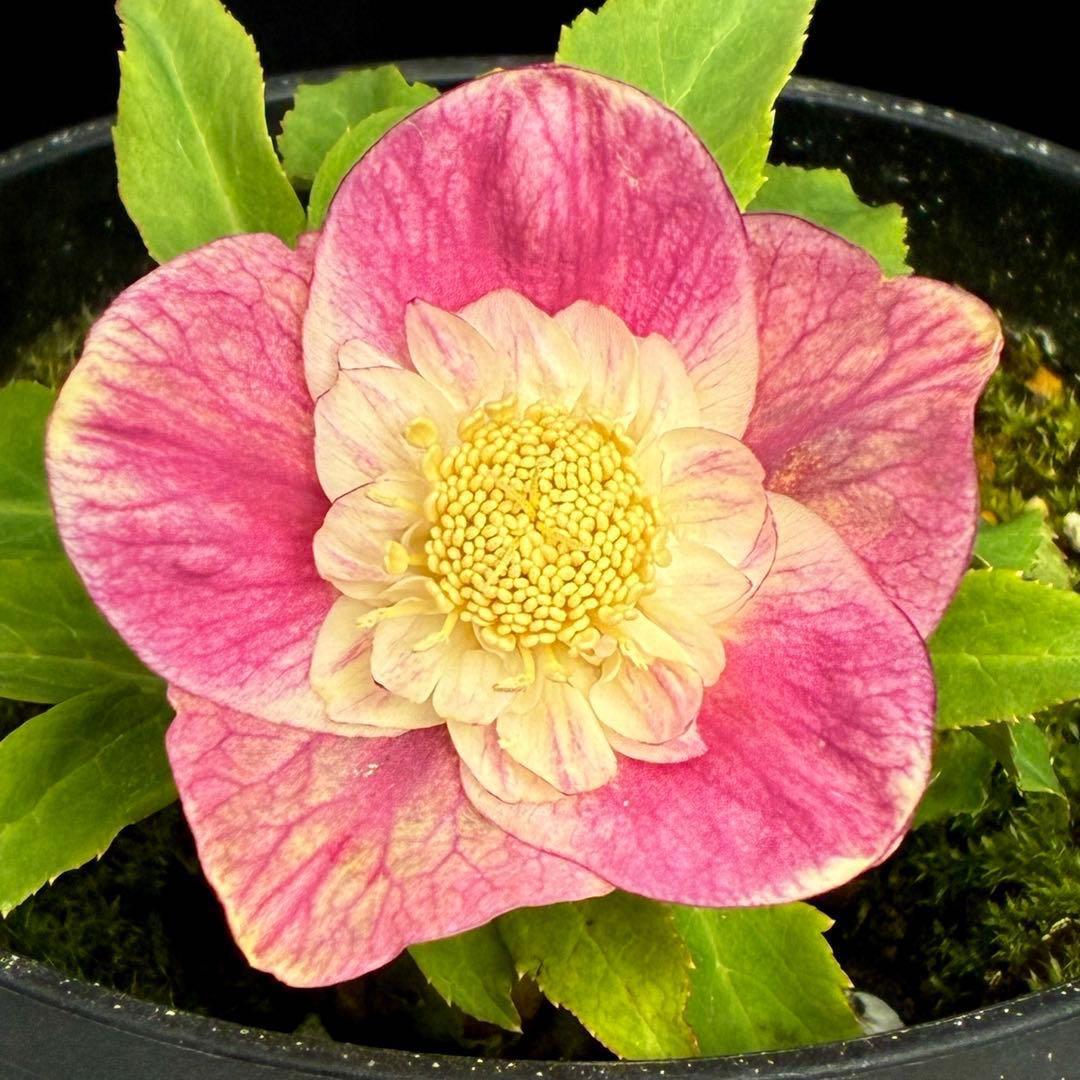 衛*様 3559☘️ラスト2☘️蕾付☘️⭐️SD⭐️紅ピンクオーレア⭐️ツートン