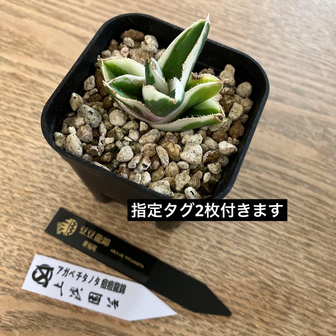 速達【初売り】15 希少 安定株 アガベ チタノタ 豆豆龍錦 覆輪斑 TC