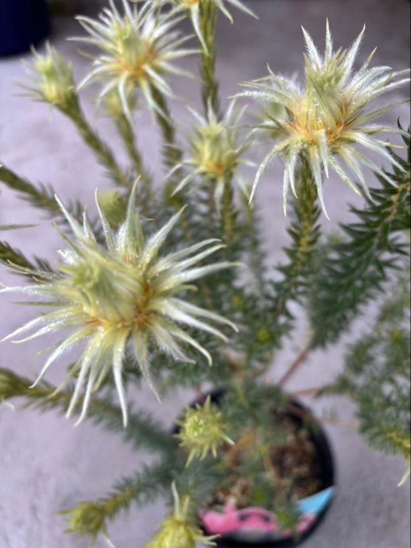 フィリカ ハイドラ 希少 3