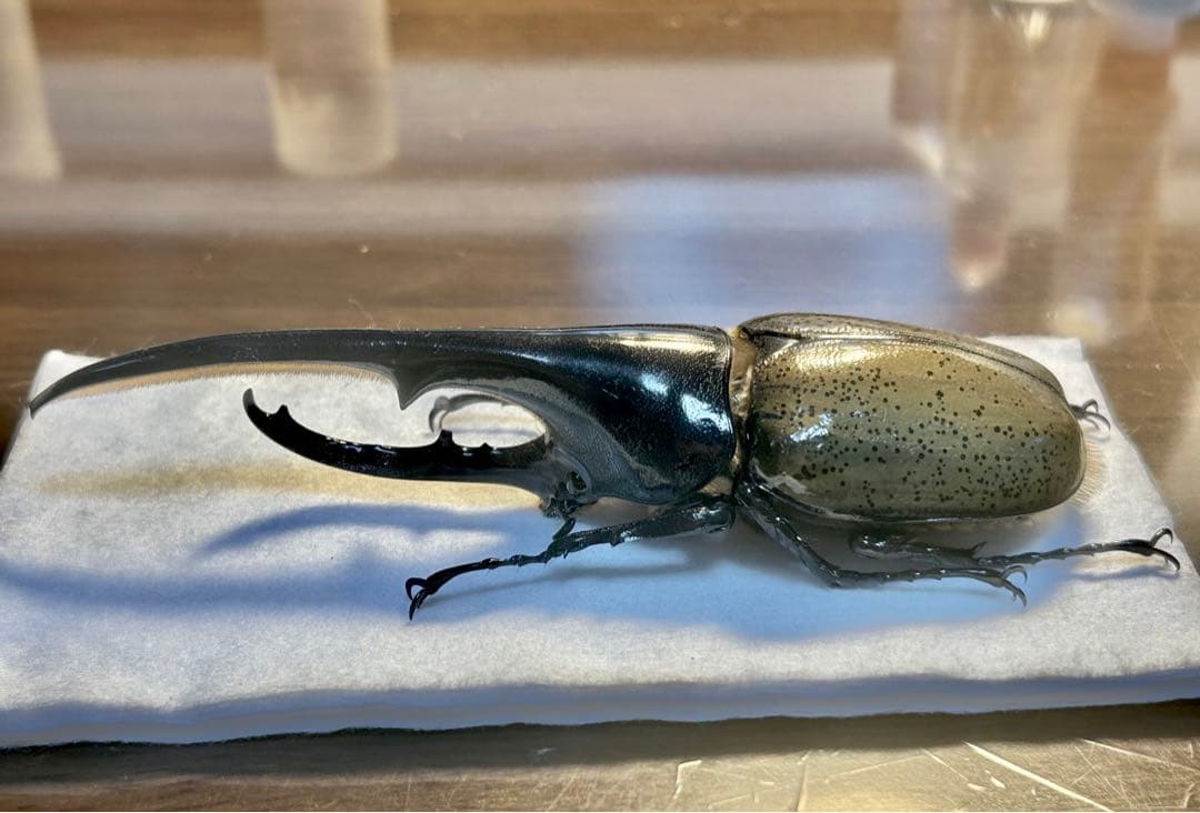 ヘラクレス2亜種♂標本 | 激安通販のイーサプライ