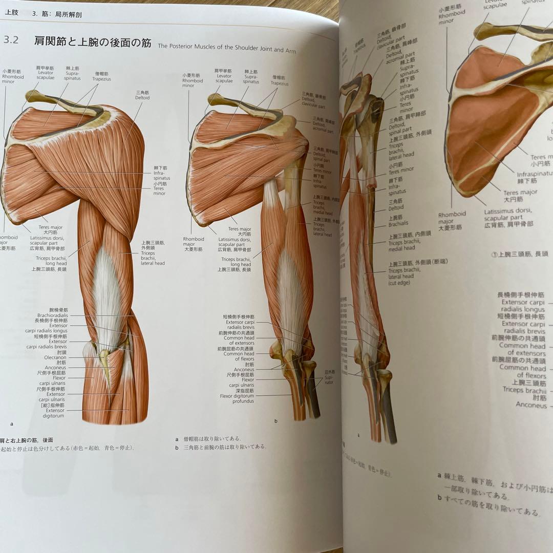 プロメテウス解剖学アトラス 解剖学総論/運動器系 - メルカリ