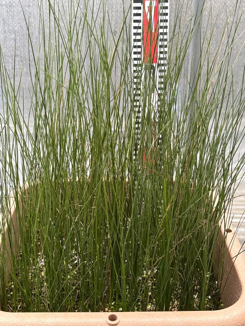 d★コスパ最強★超極上★クサントロエア・オーストラリス★