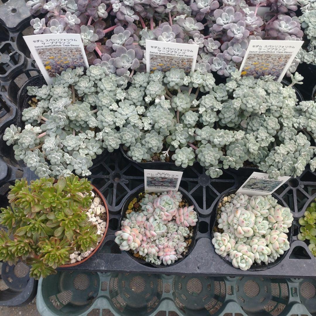 小林優花さん専用