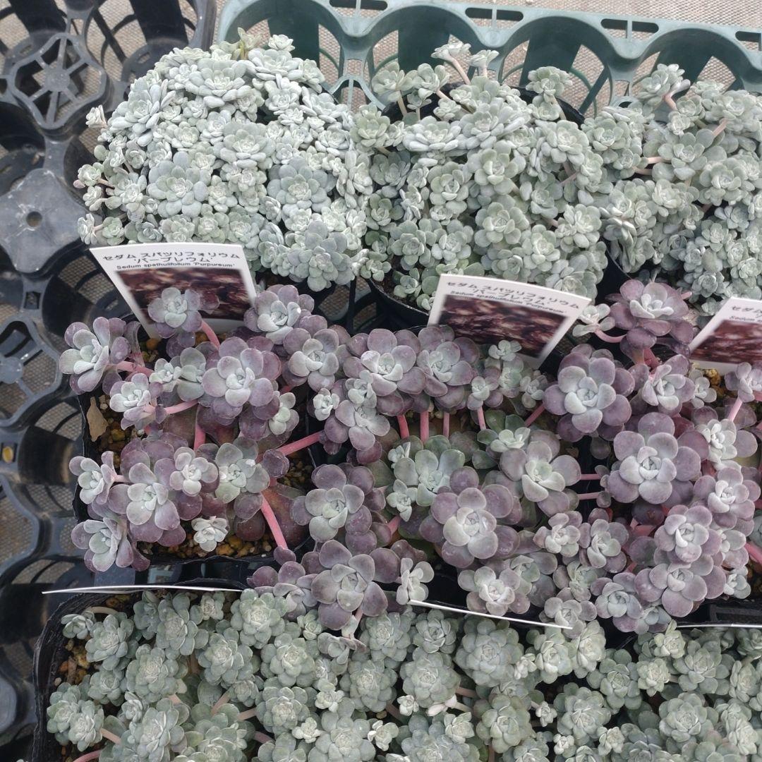 小林優花さん専用