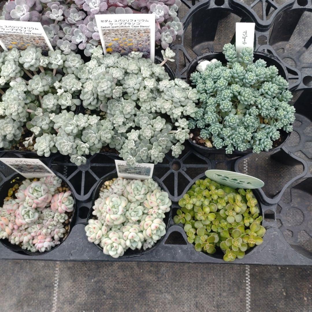 小林優花さん専用