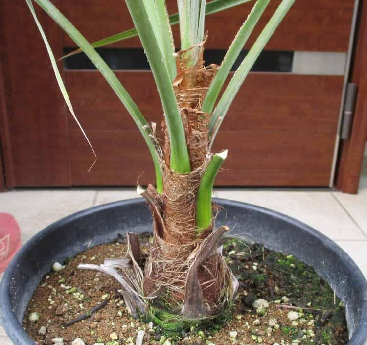 現品】ブラヘア・スーパーシルバー 10号 2G番 ヤシの木 椰子の木