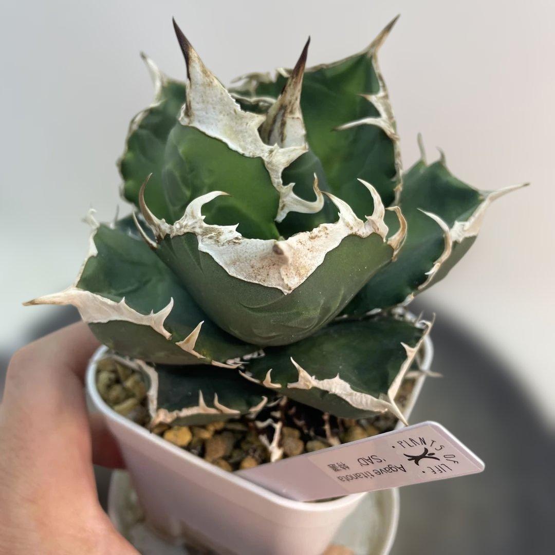 アガベ チタノタ 南アフリカダイヤモンド SAD ミニ 特選コンパクト OC