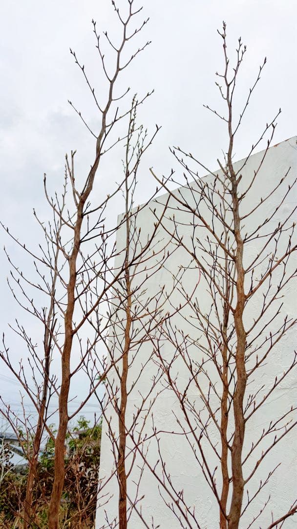 絶品黄金幹。ヒメシャラ切り戻し本株立ち2.8M(鉢底から)品番A