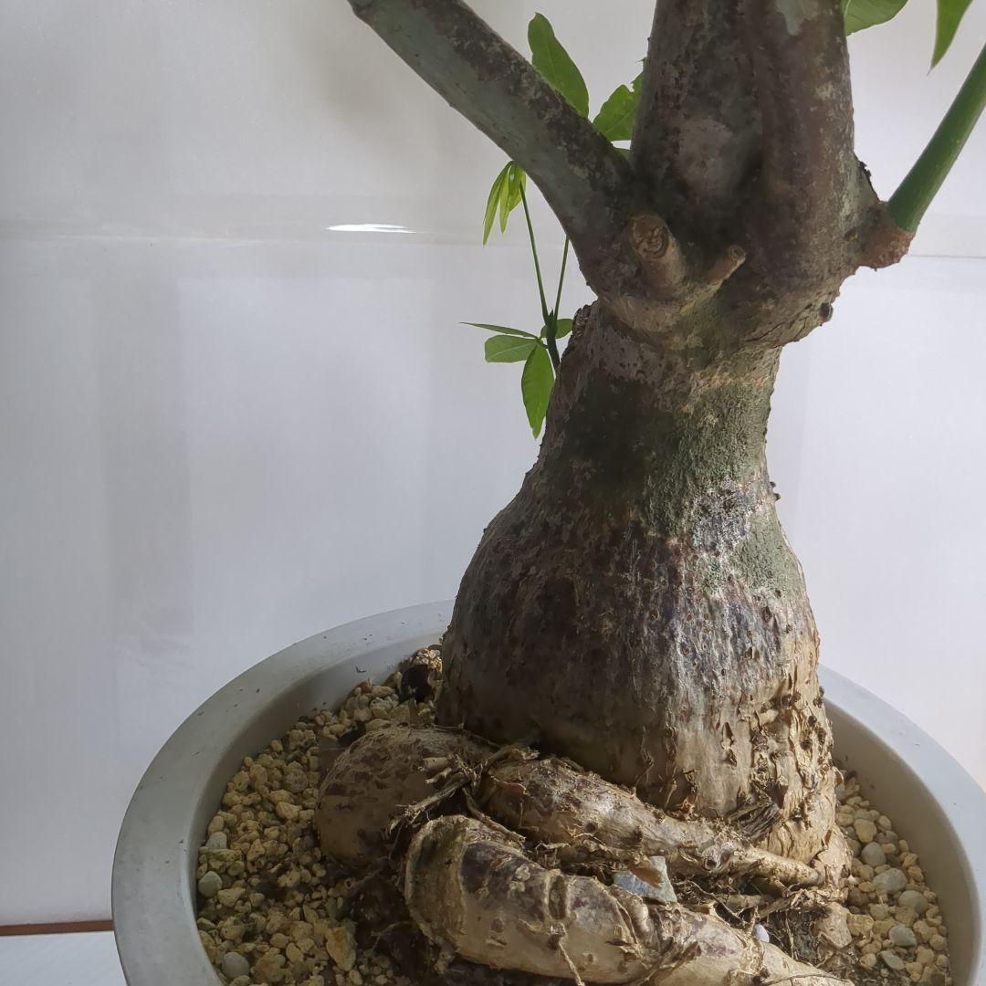 パキラ。大型。 観葉植物 。無料で発送致します。パキラ 10号 【大きい