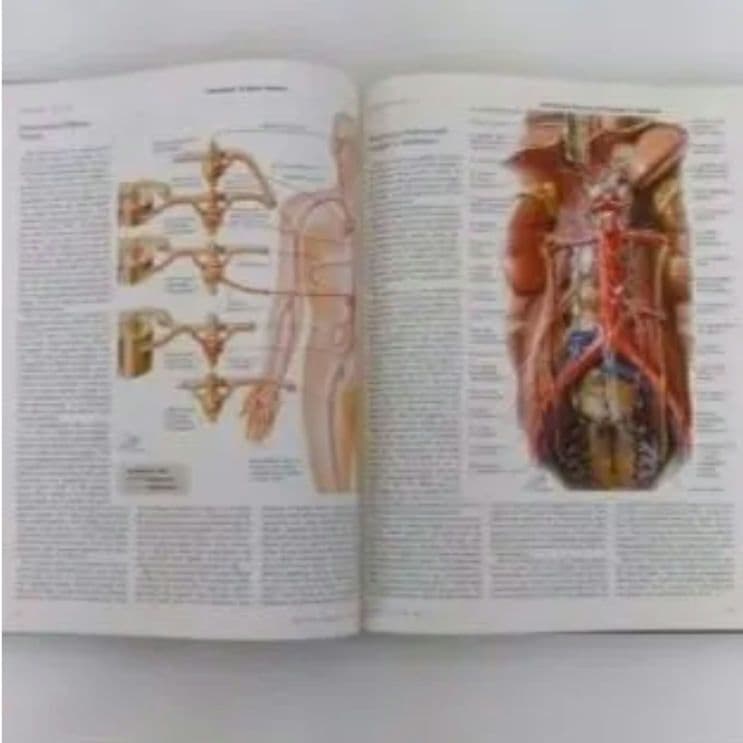 洋書 ・希少 CIBA医学イラスト集第1巻 Ⅰ フランクH.ネッター／英語版