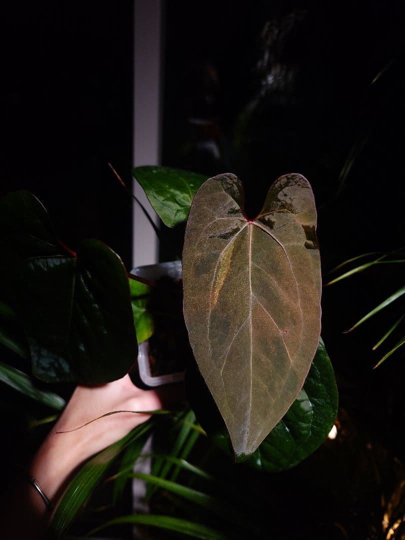 Anthurium AOS x RVDP 斑入り Anthurium Carlablackiae × AOS X RVDP – HappiestPlants